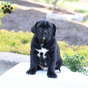 Daisy, Cane Corso Puppy
